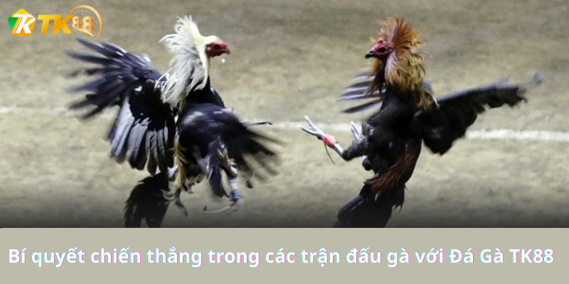 Bí quyết chiến thắng trong các trận đấu gà với Đá Gà TK88