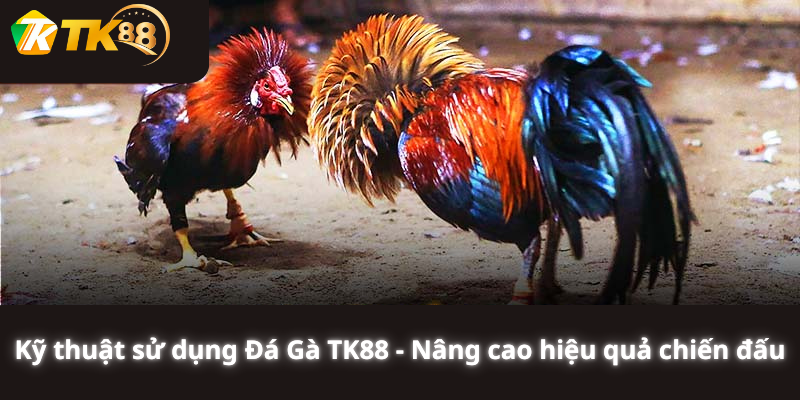 Kỹ thuật sử dụng Đá Gà TK88 - Nâng cao hiệu quả chiến đấu