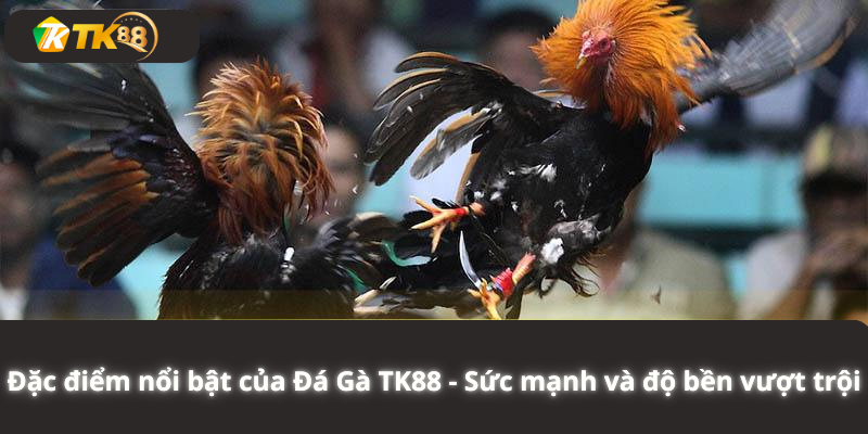Bí quyết chiến thắng trong các trận đấu gà với Đá Gà TK88