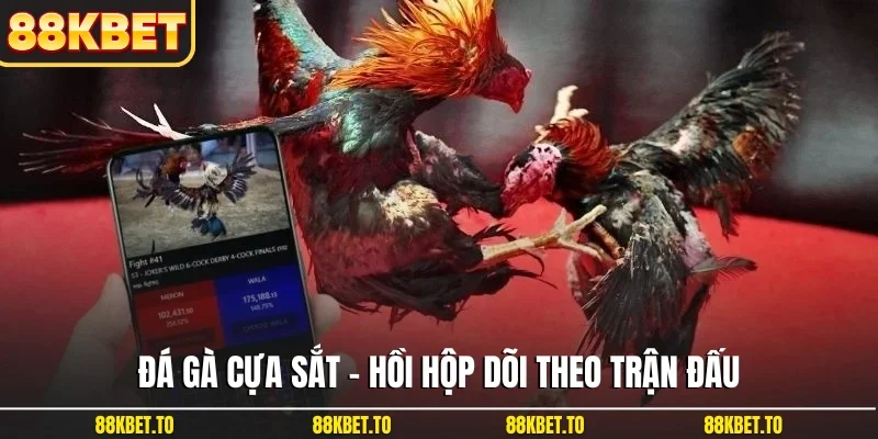 Đá gà cựa sắt