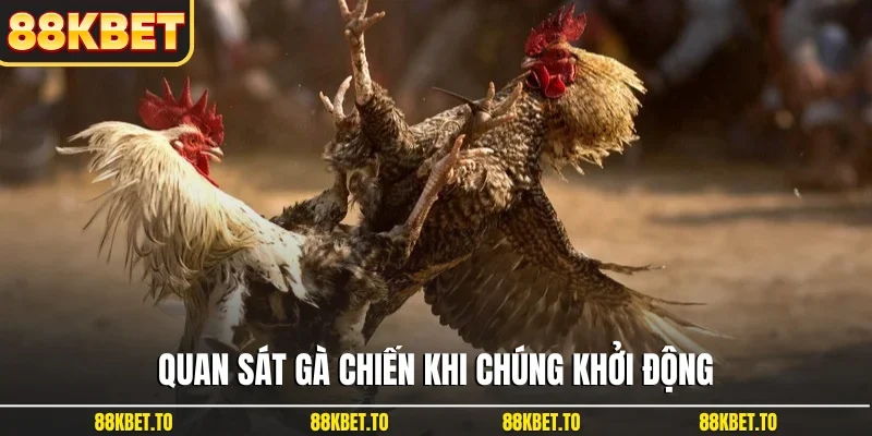 Quan sát gà chiến khi chúng khởi động